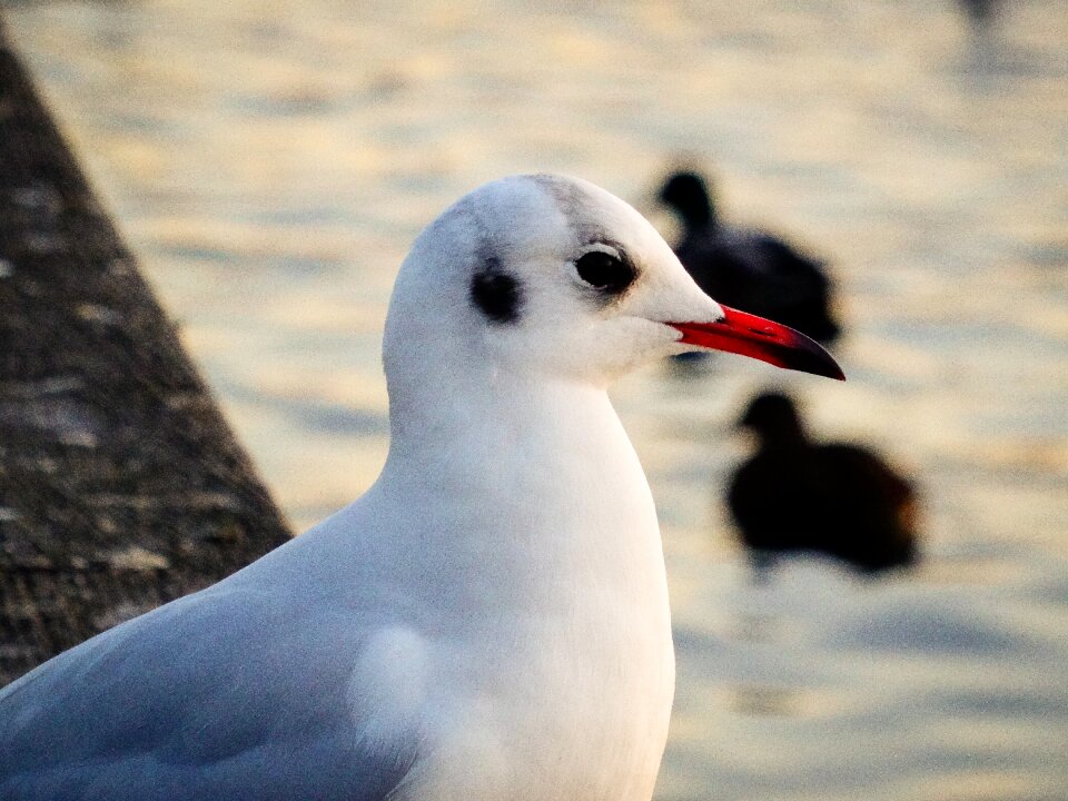 Close up water bird seevogel