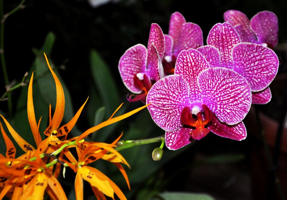 Orchid plant colour