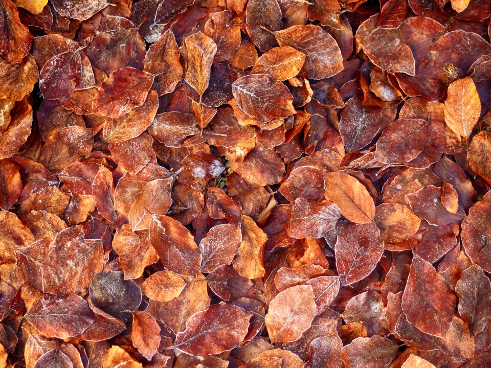 Dried leaves leaf tree photo