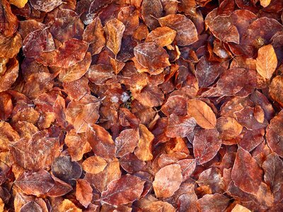 Dried leaves leaf tree photo