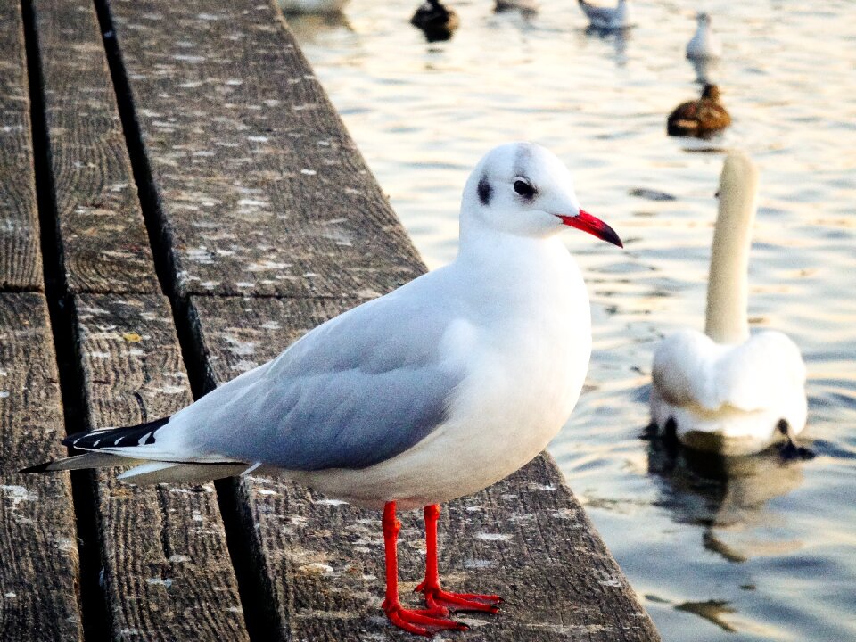 Close up water bird seevogel