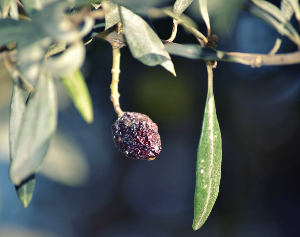 Nature agriculture growing plant