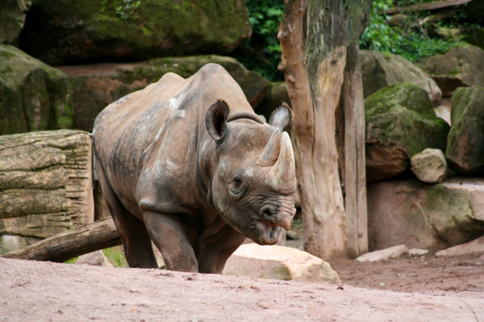 Animals animal world outdoor enclosures