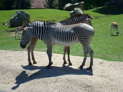 Zoo stripes equine