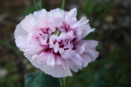 July purple flower poppy