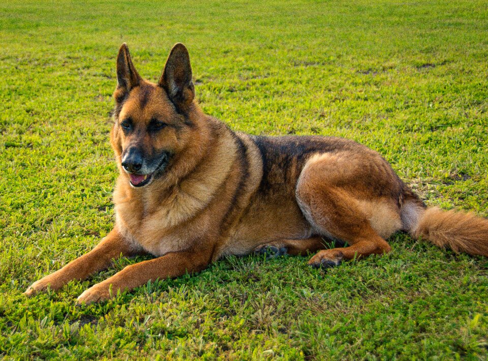 Canine breed mammal