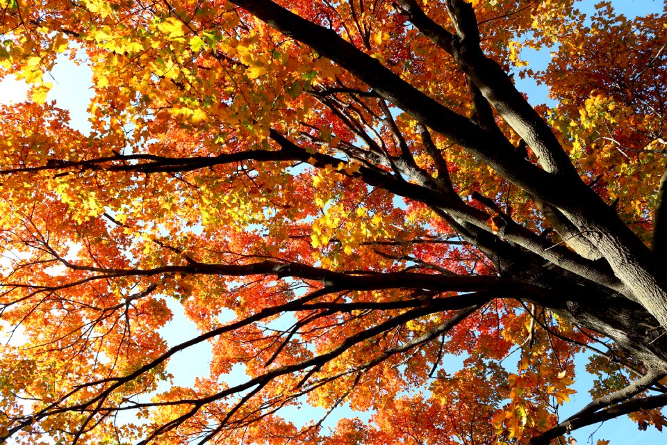 Fall trees autumn nature