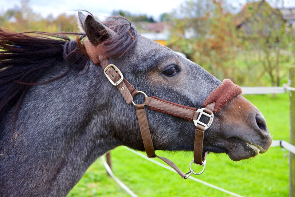 Horse head nature farm