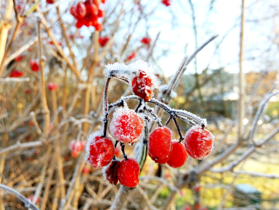 Winter utrecht frost