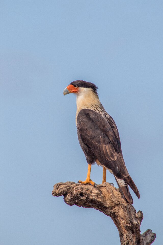 Caracara animal america