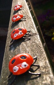 Ladybug garden cute
