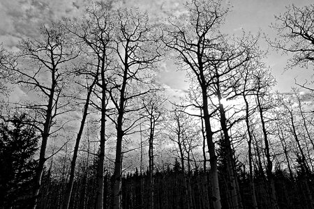 Forest trees landscape environment photo