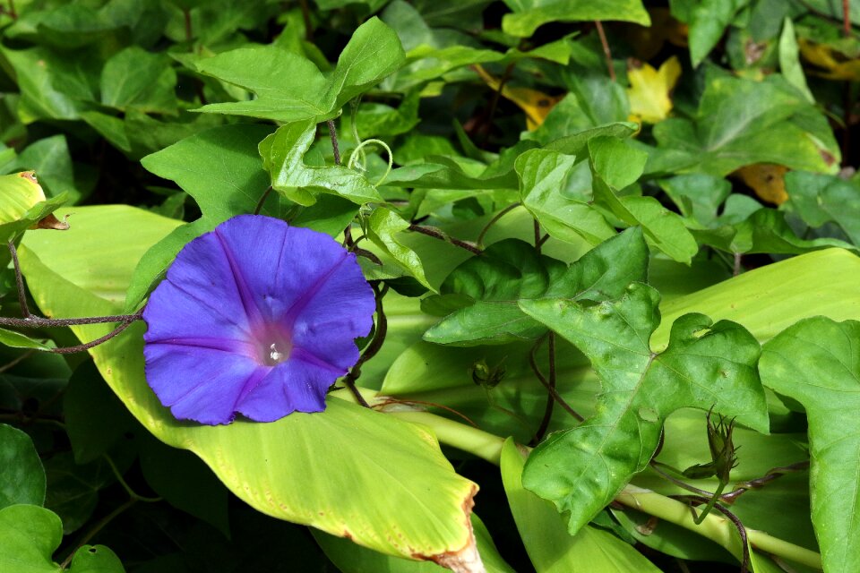 Ivy foliage garden