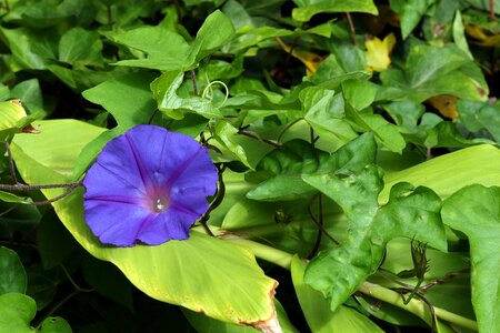 Ivy foliage garden
