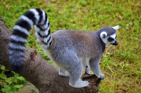 Madagascar cute aljonushka1