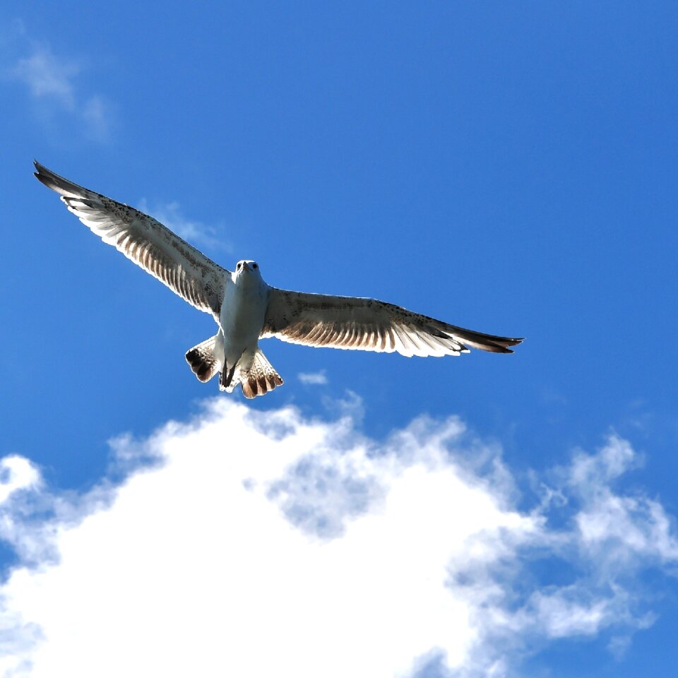 Bird sea ​​birds water