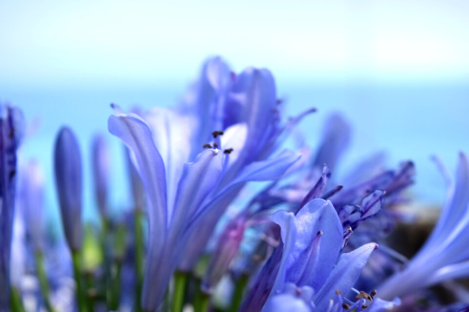 Bloom blossom decoration