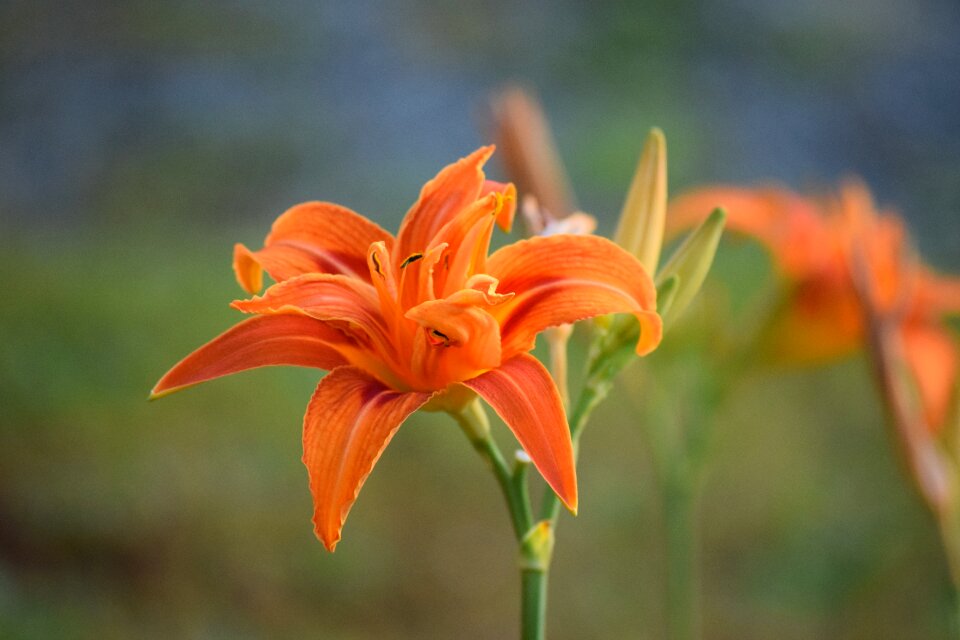 Flower blossom bloom