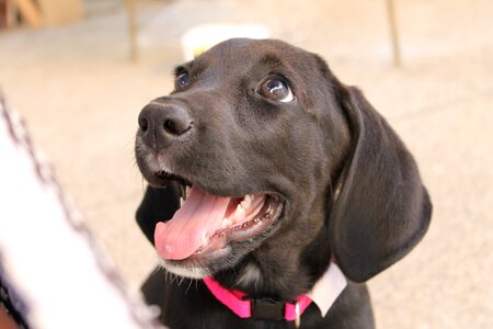 Puppy black dog adopted