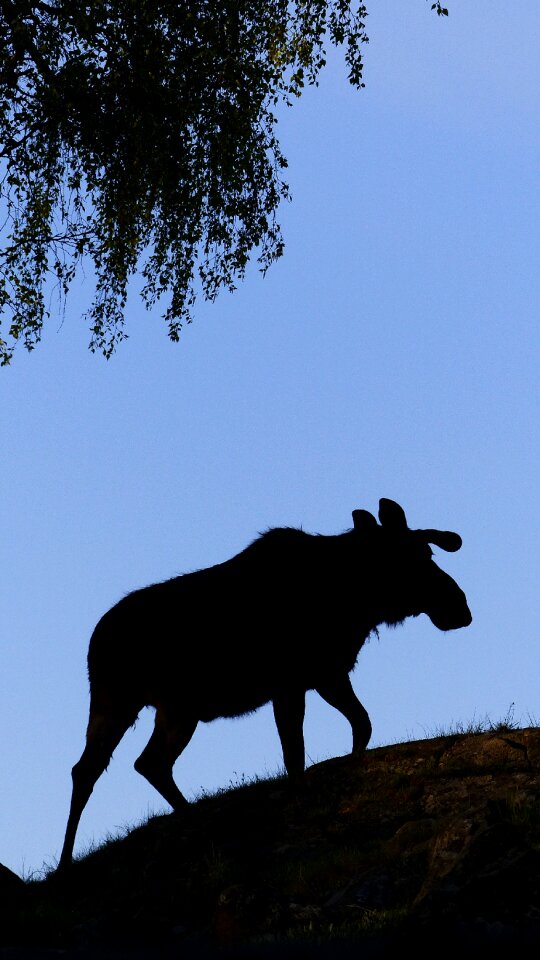 Animal wild nature
