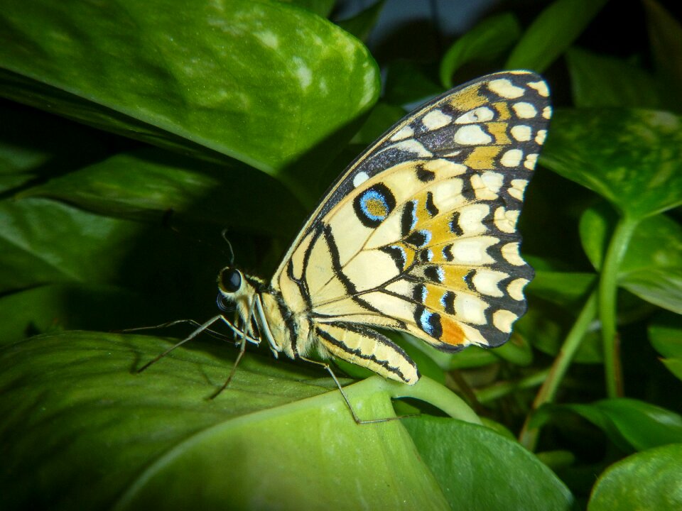 Nature insect garden
