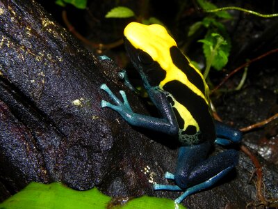 Amphibians yellow skin dendrobatidae