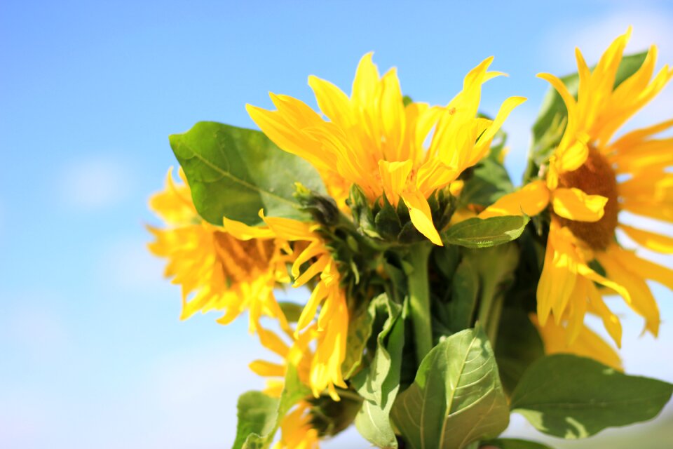 Flower summer bouquet