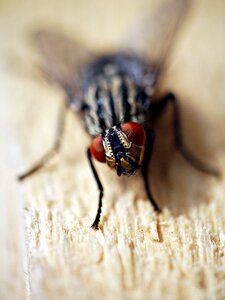 Insect macro winged