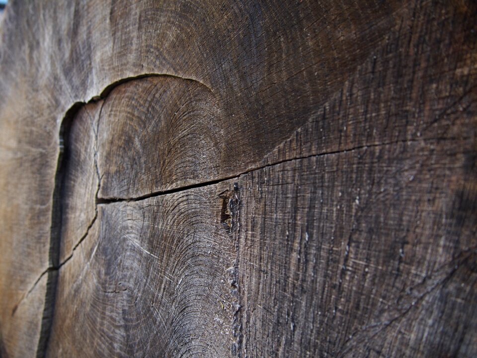 Log annual rings bark