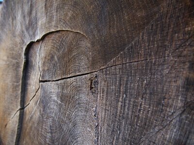 Log annual rings bark photo