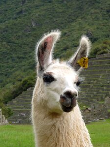 Sacred valley machu picchu portrait photo