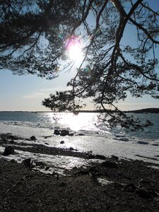 Tree landscape water photo