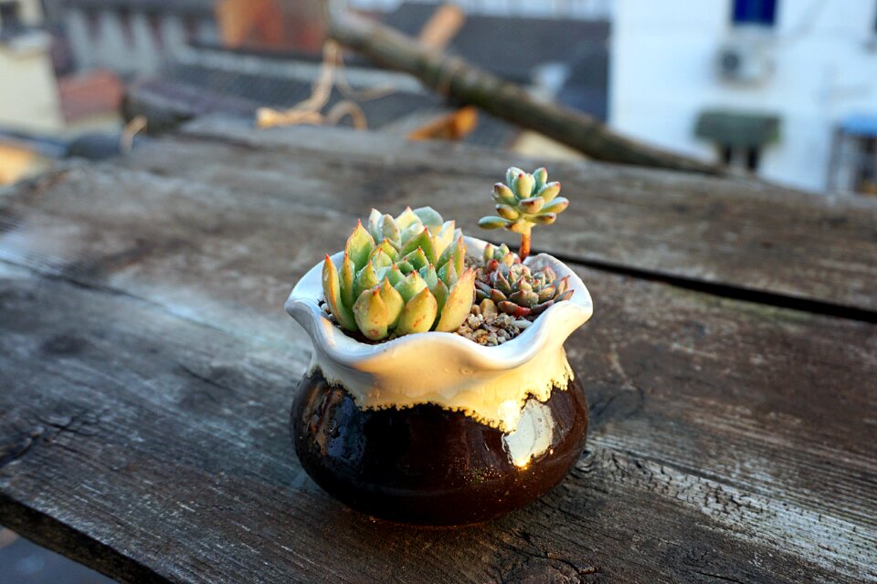 Rare juicy potted flowers
