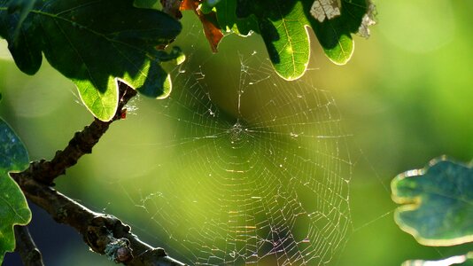 Nature cobweb insect