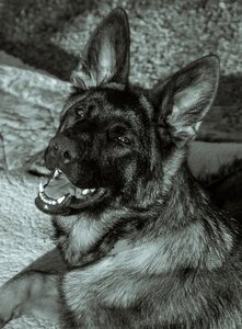 Breed german shepherd