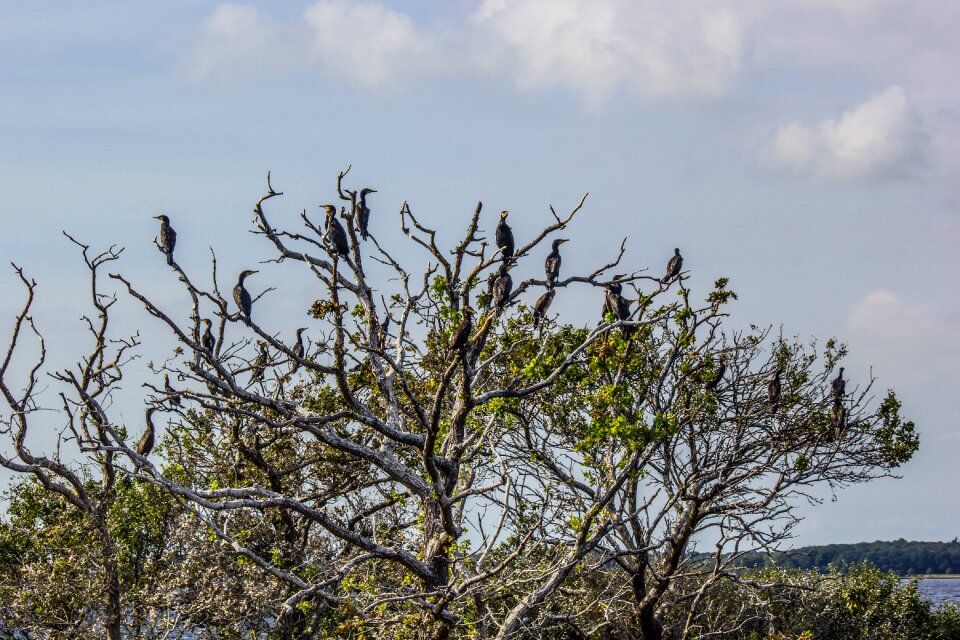 Tree aesthetic cranes