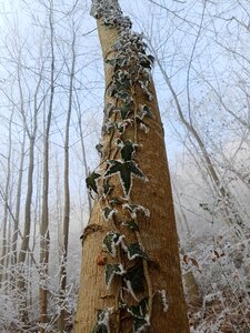 Climber plant green leaves photo