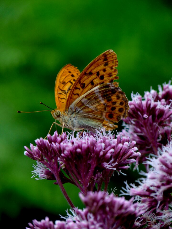 Butterflies flowers nature