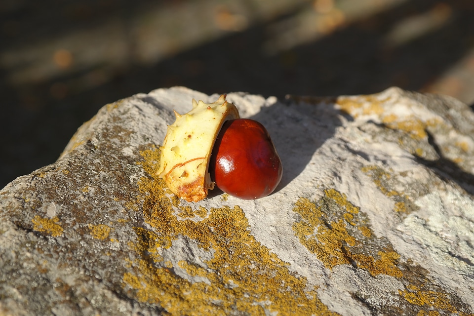 Prickly green stone photo