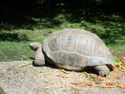 Animals giant tortoise zoo
