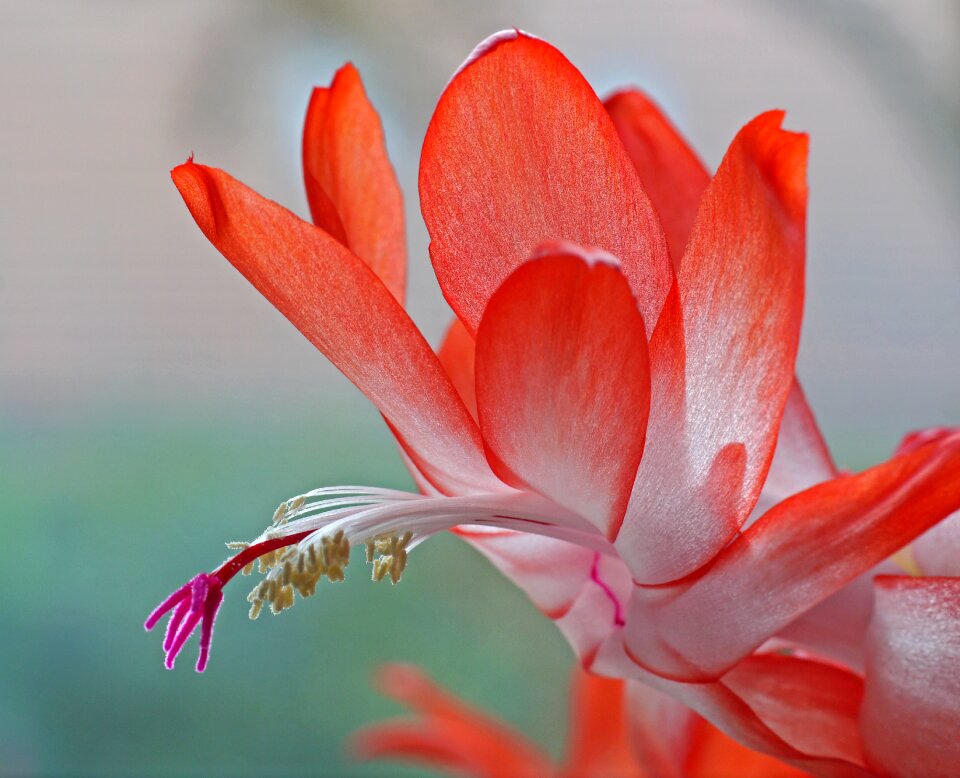 Stamens stamp leaf cactus