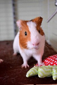 Guinea animal pet photo