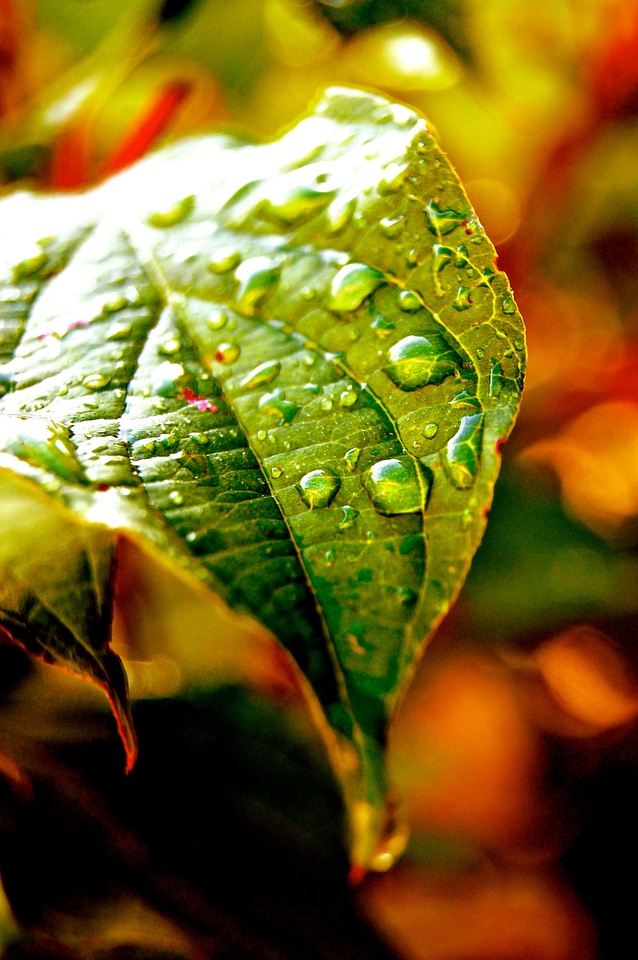 Macro green rain