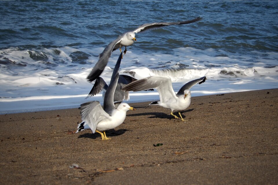 Seagull seabird wild animal