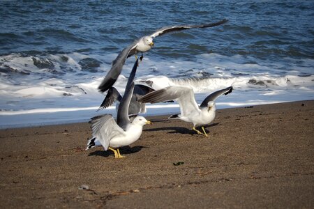 Seagull seabird wild animal photo