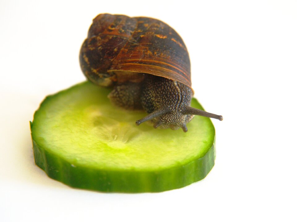 Animal shell wildlife