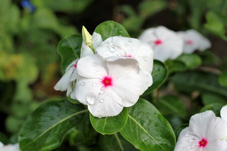 White petals pink center plant photo