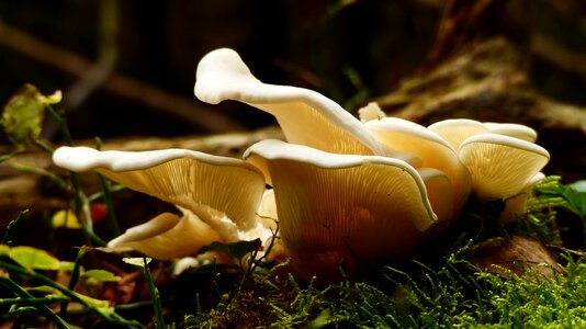 Autumn season fungus