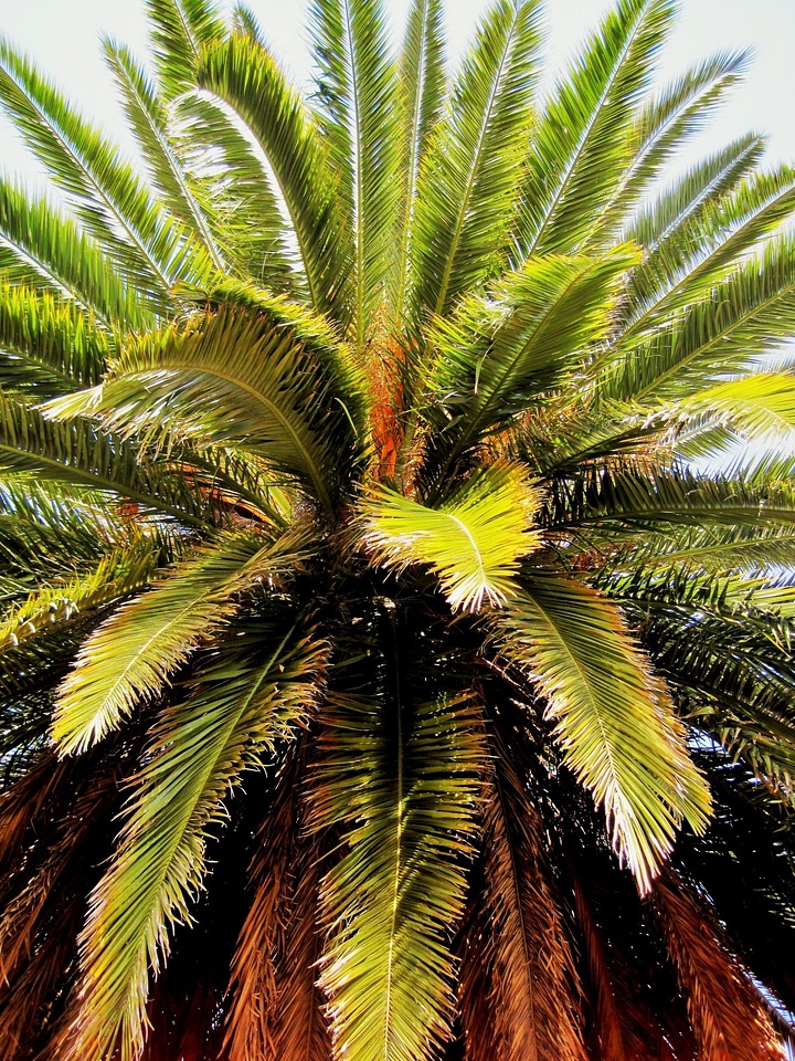 Flora foliage greenery