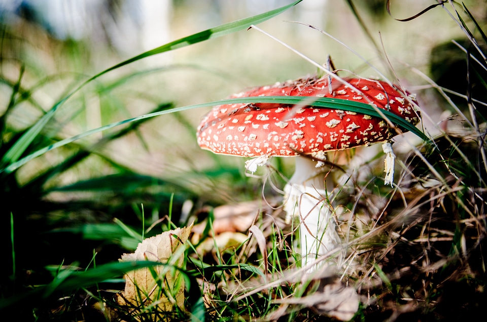 Poisoning forest collect